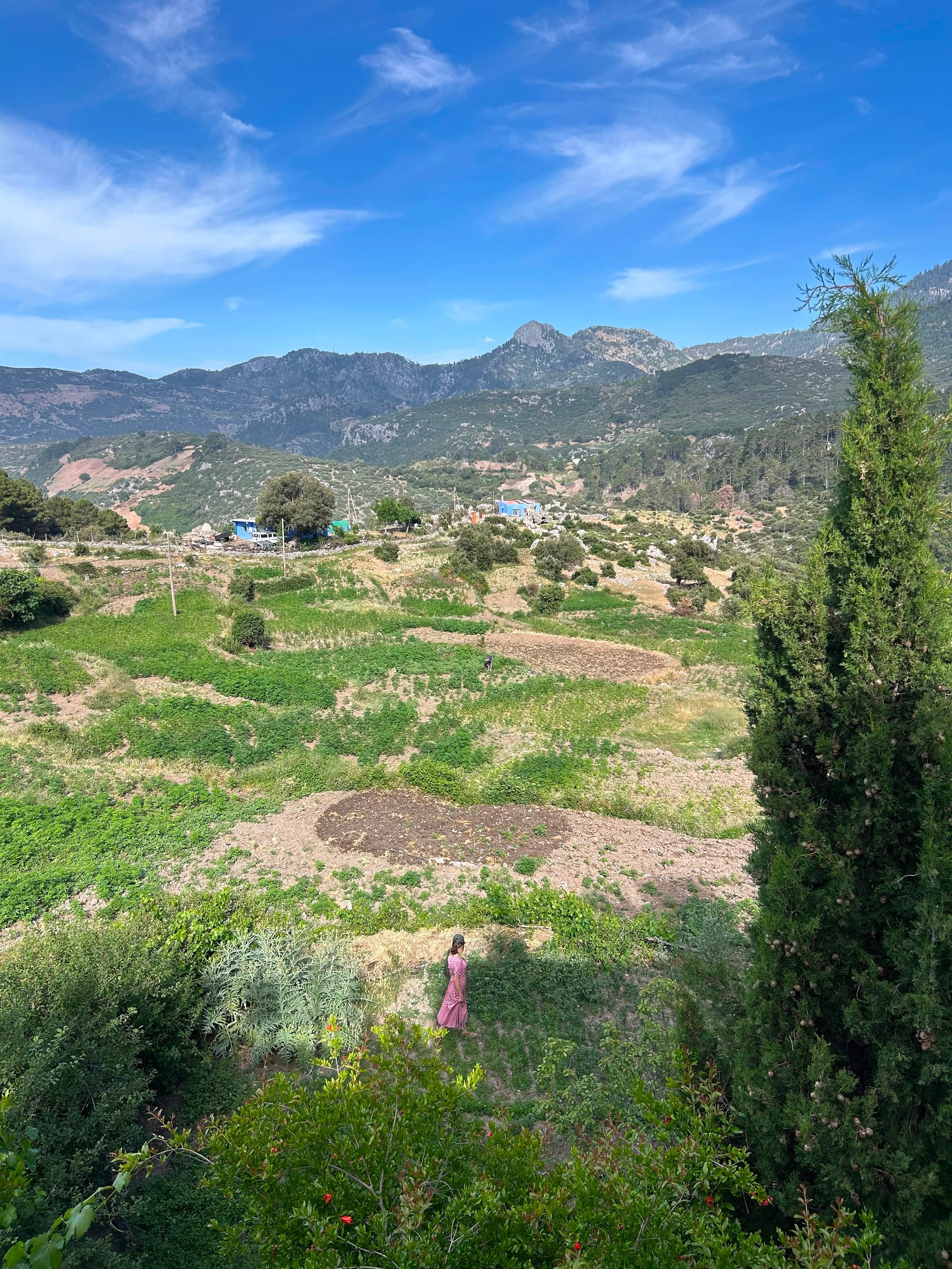 Campi terrazzati e un cipresso sui pendii del Rif