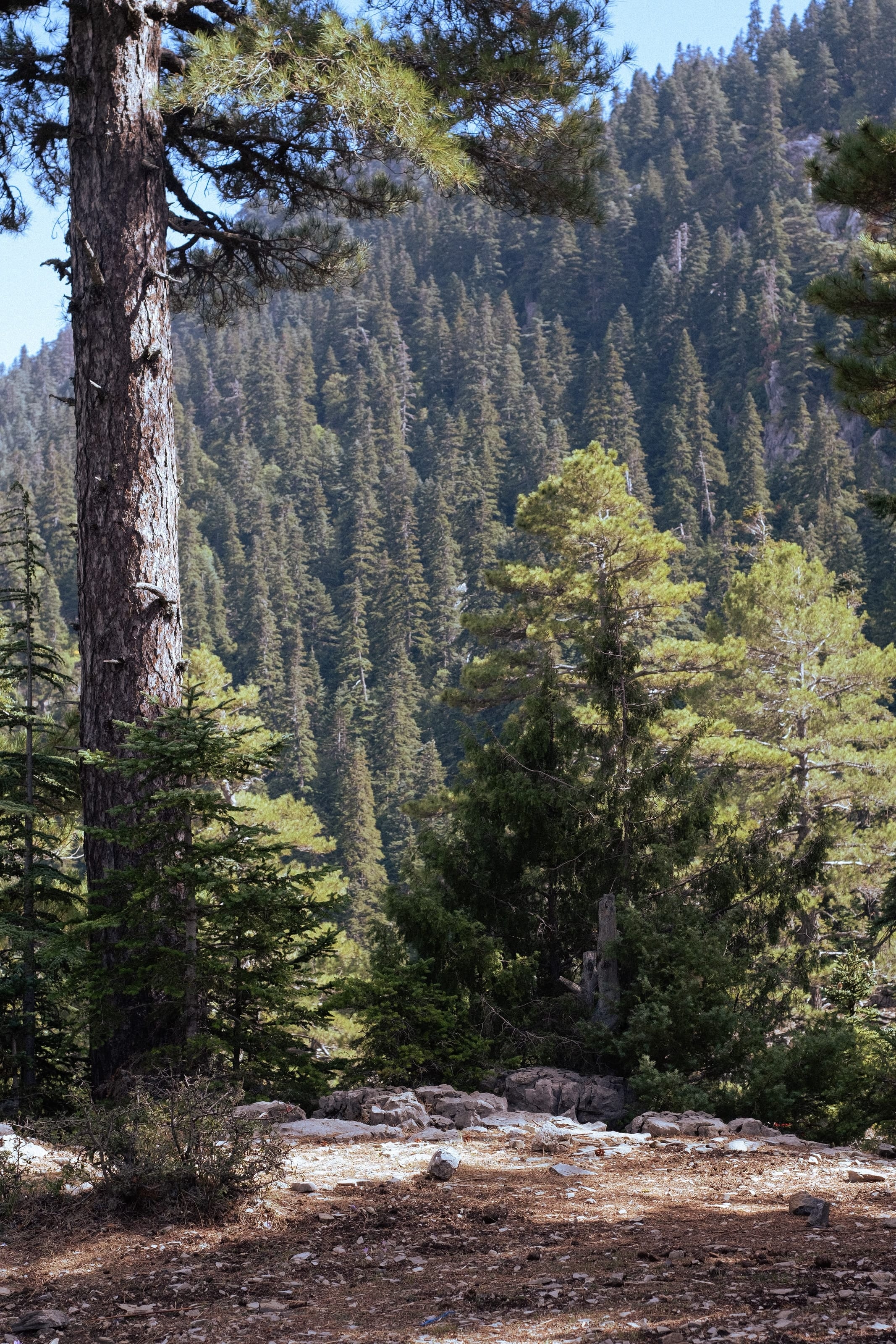 Un pino secolare nella foresta del Parco Nazionale di Talassemtane